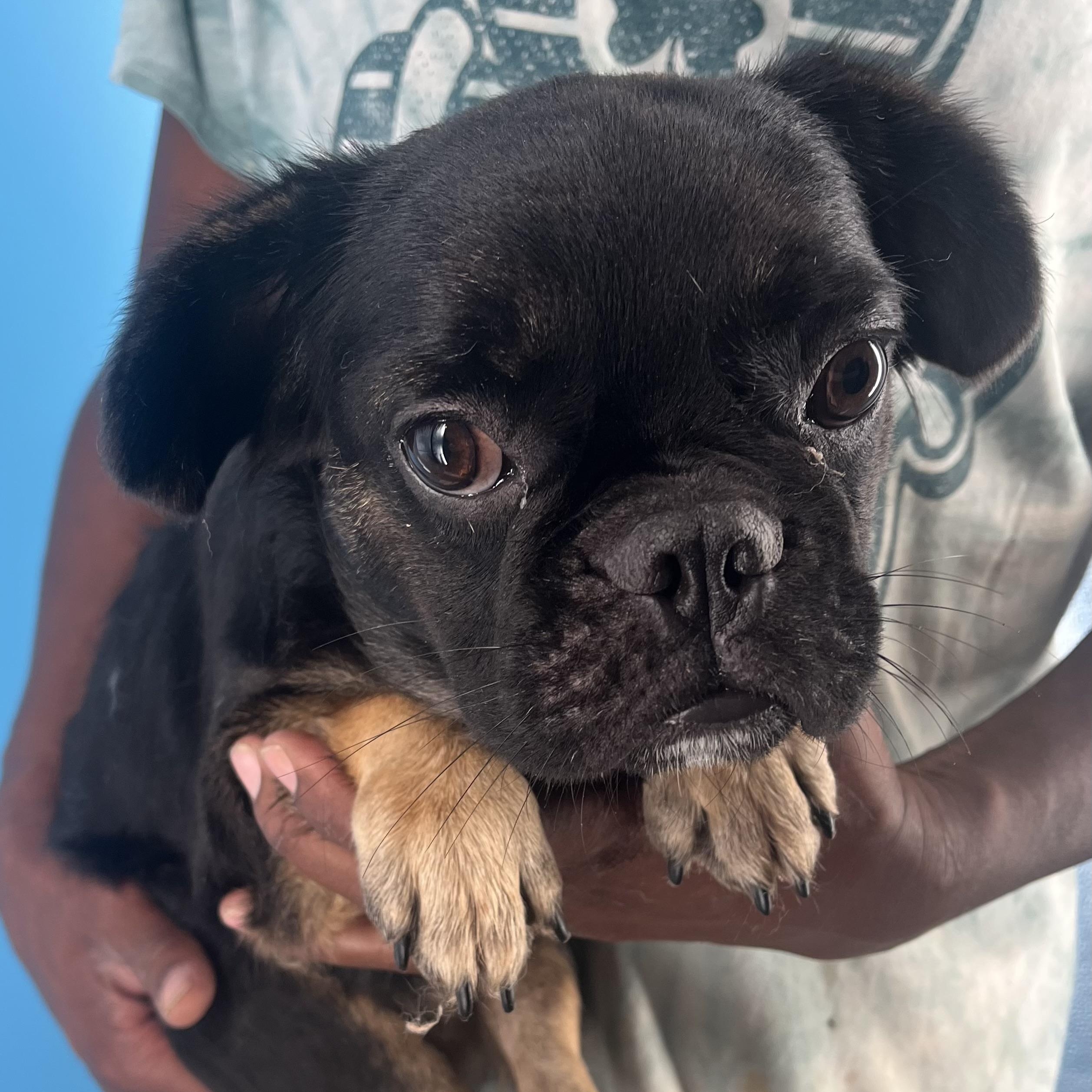 Romeo - Local Sept 26-28