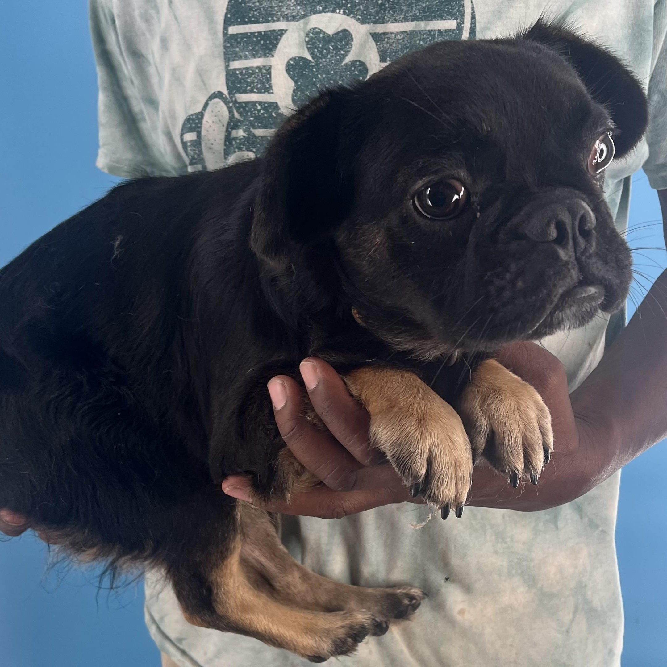 Romeo - Local Sept 26-28