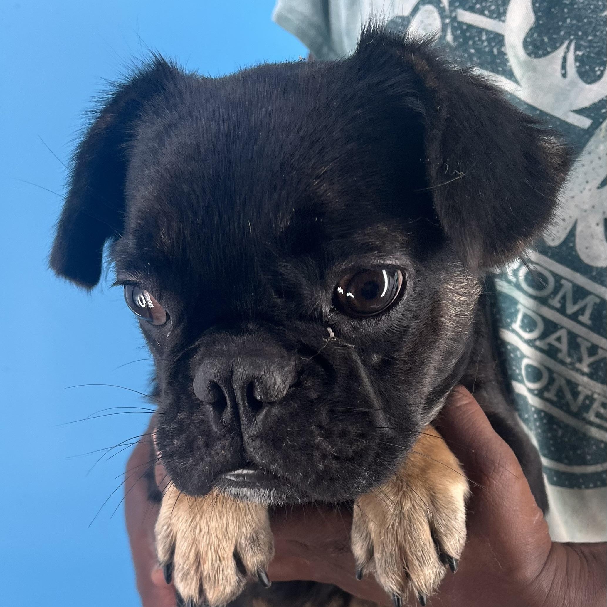 Romeo - Local Sept 26-28