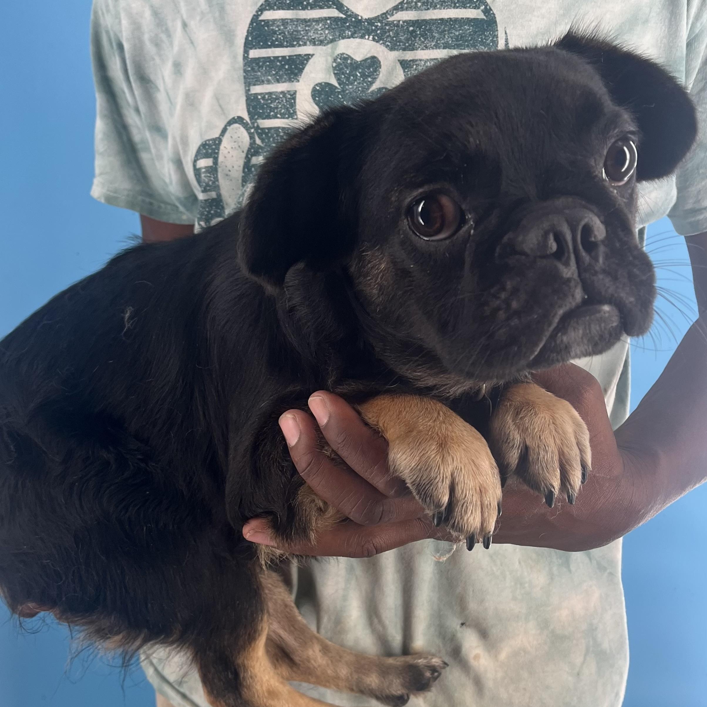 Romeo - Local Sept 26-28