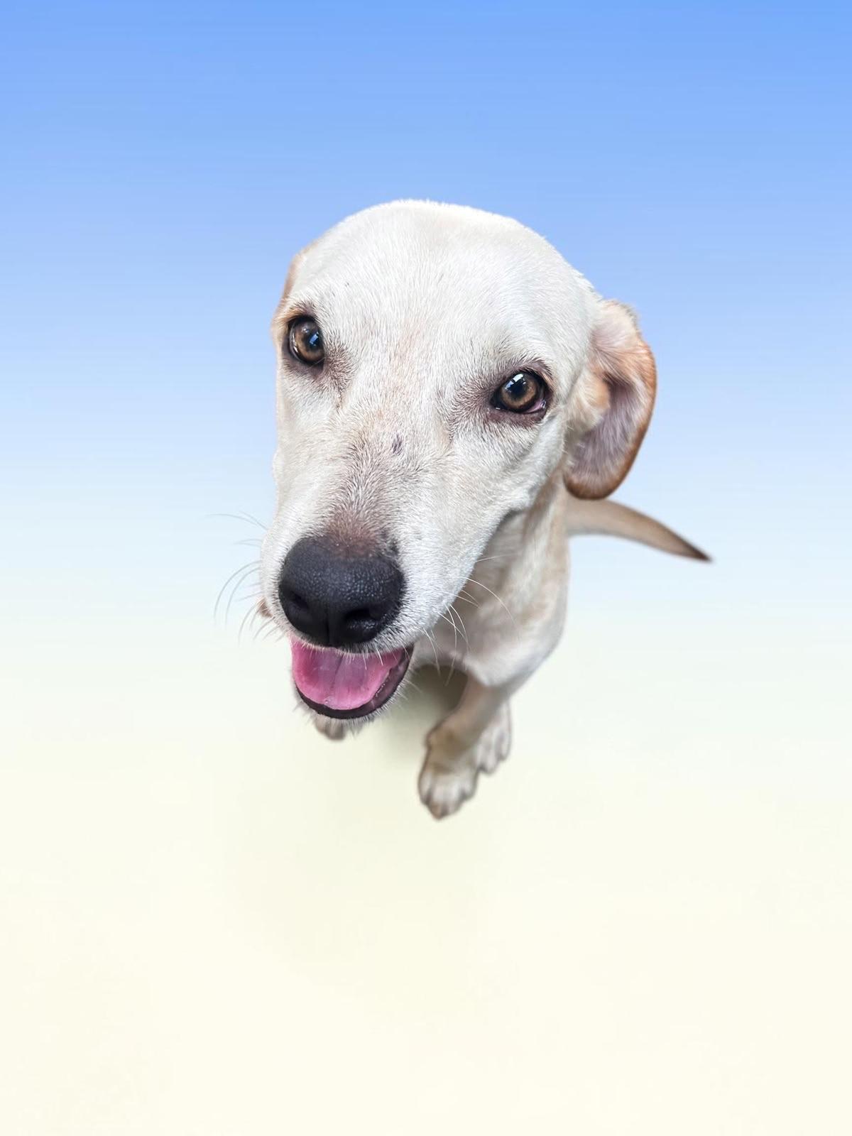 Puppet, Adoptable, Puppy Female Labrador Retriever & Mixed Breed.