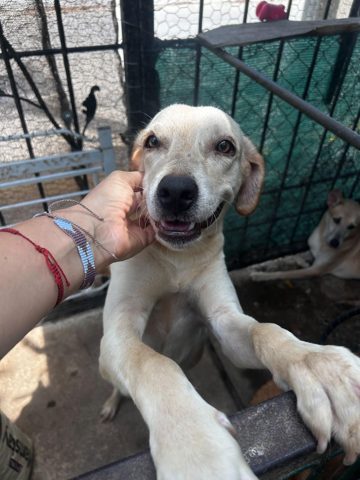 Enlarge Puppet, a Adoptable mixed breed in Abbotsford, BC image 2/6