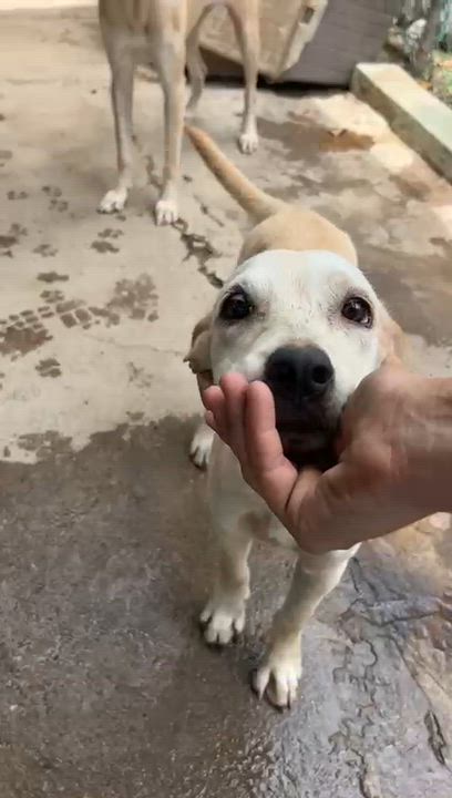 Enlarge Puppet, a Adoptable mixed breed in Abbotsford, BC video 5/6