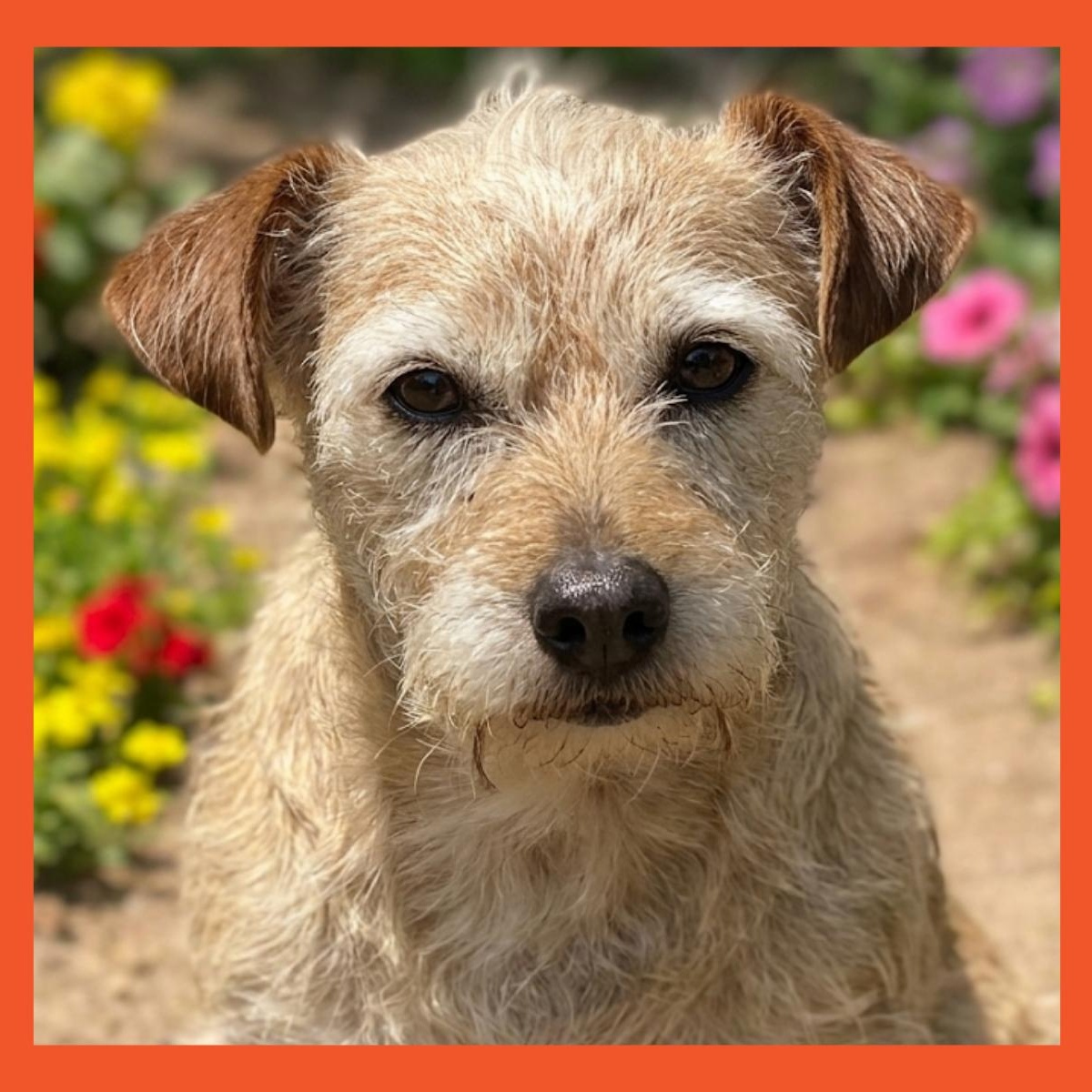 Phoebe, Adoptable, Senior Female Jack Russell Terrier & Schnauzer.