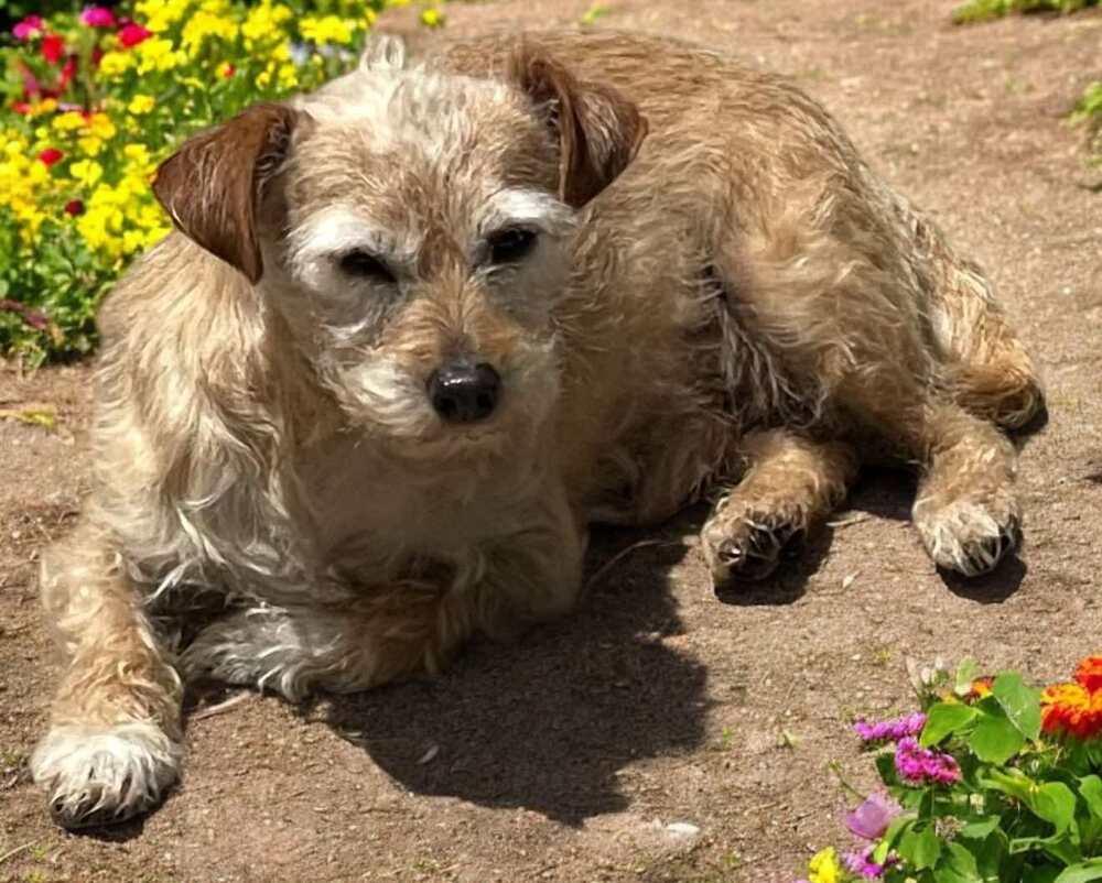 Enlarge Phoebe, a Adoptable mixed breed in San Francisco, CA image 1/1