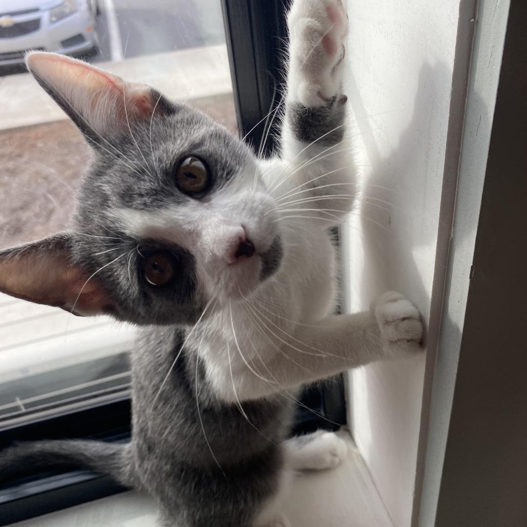 Ghost, Adoptable, Kitten Male Domestic Short Hair.