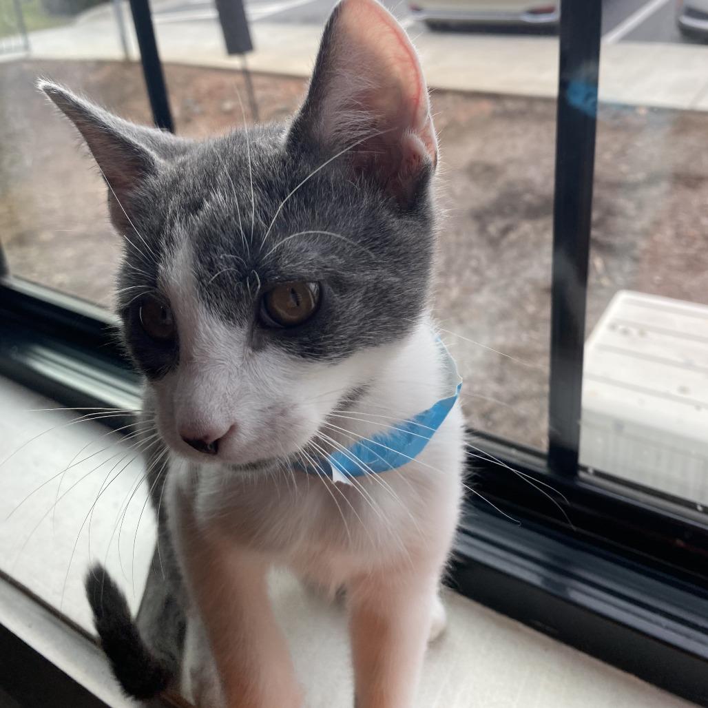 Enlarge Ghost, a Adoptable Domestic Short Hair in Winston Salem, NC image 2/3