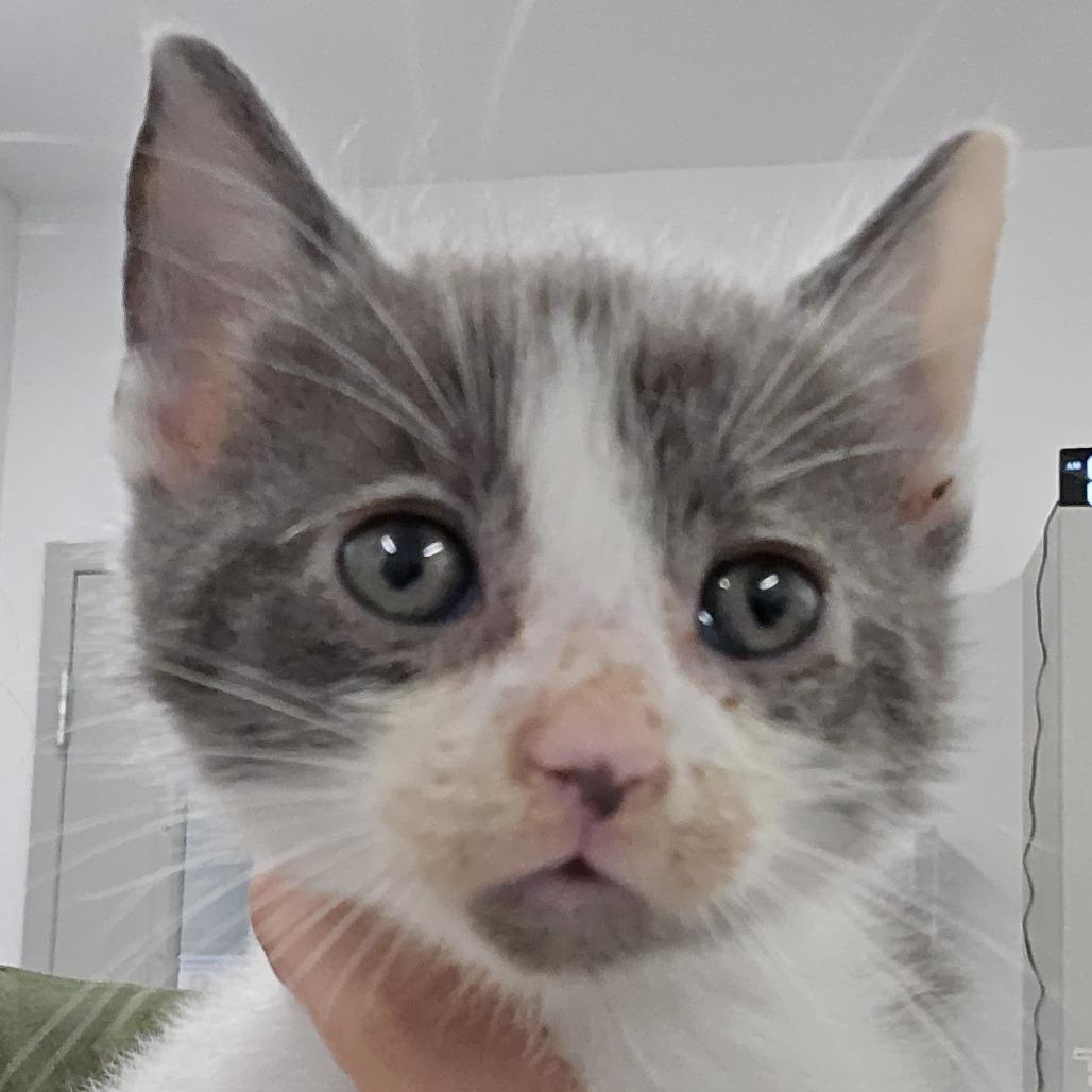 Enlarge Ghost, a Adoptable Domestic Short Hair in Winston Salem, NC image 3/3