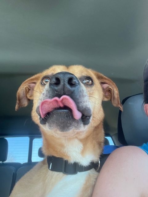 Thor , Adoptable, Young Male Hound.