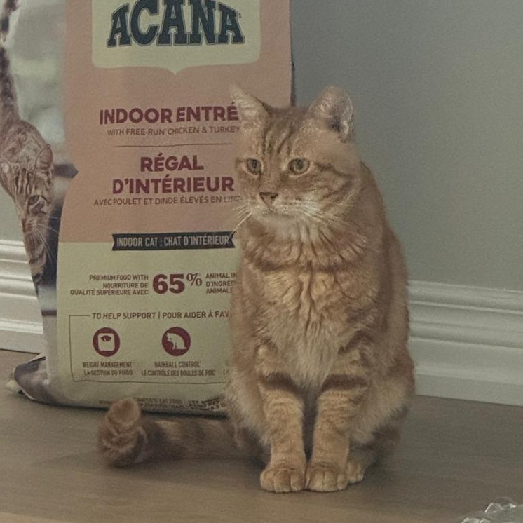 Wellesley, a Adoptable Tabby in Markham, ON image 3/6