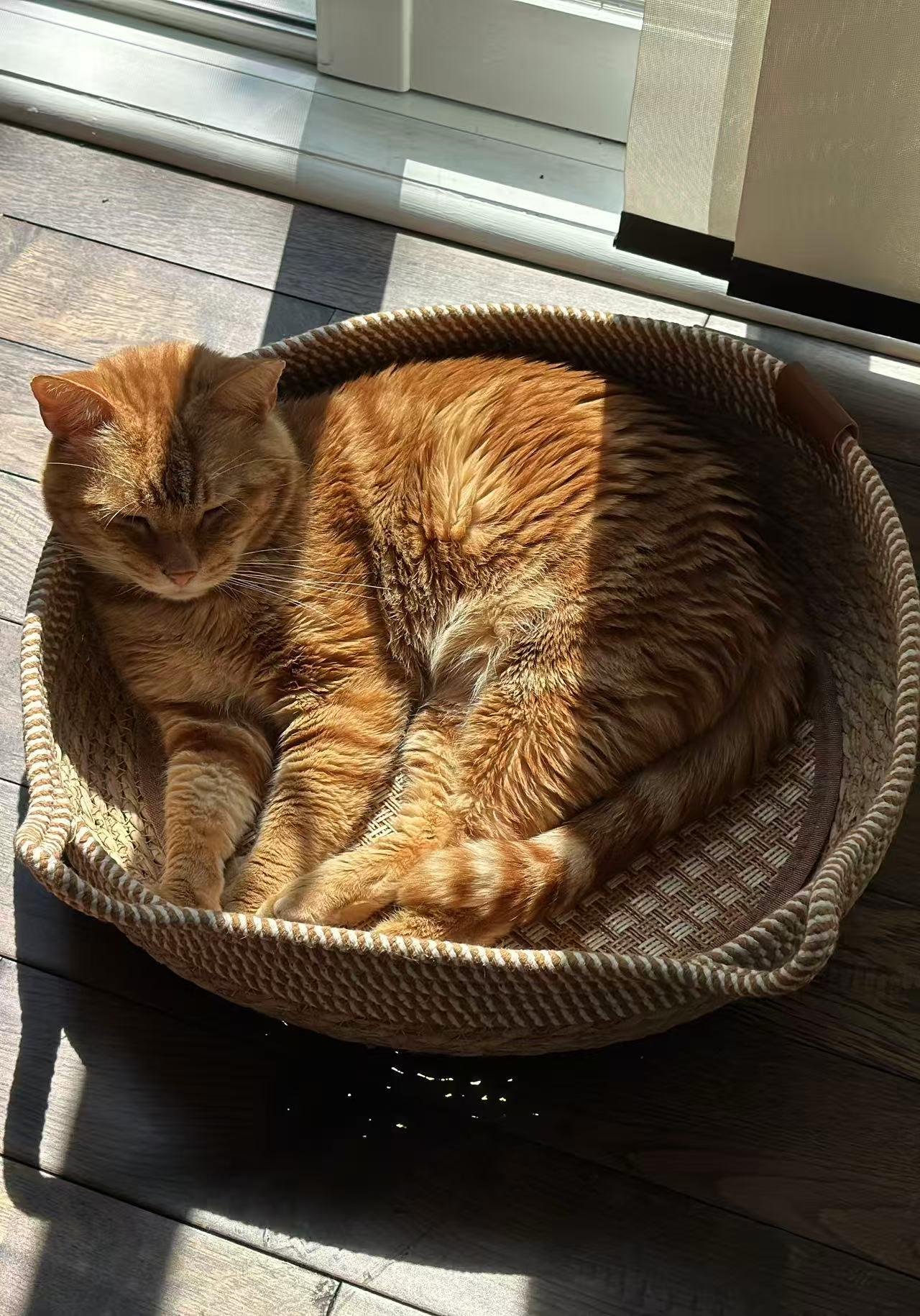 Wellesley, Adoptable, Young Male Tabby.