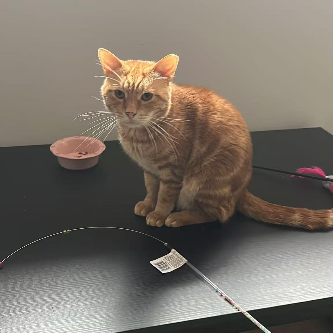 Wellesley, a Adoptable Tabby in Markham, ON image 4/6