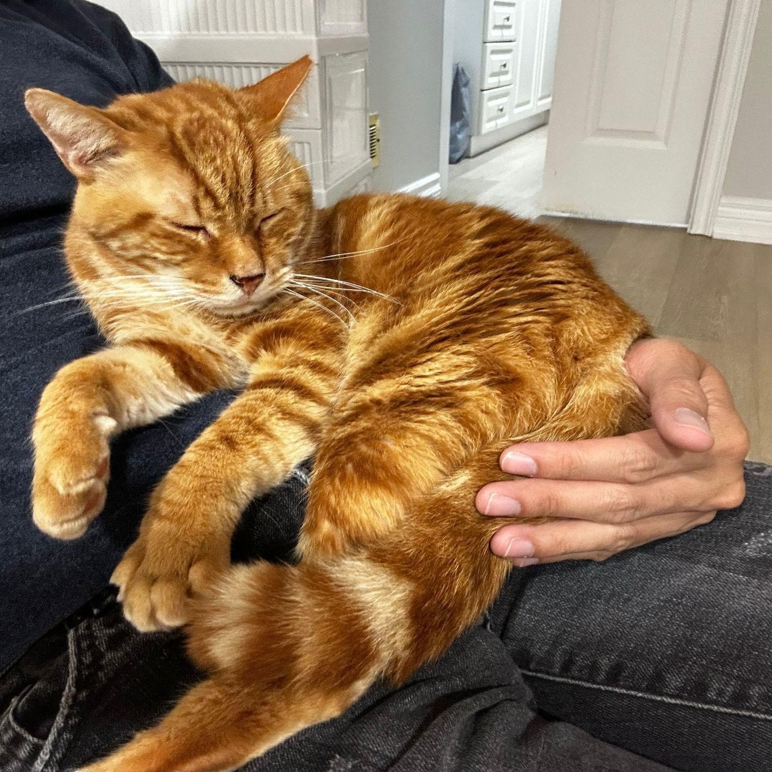 Wellesley, a Adoptable Tabby in Markham, ON image 2/6