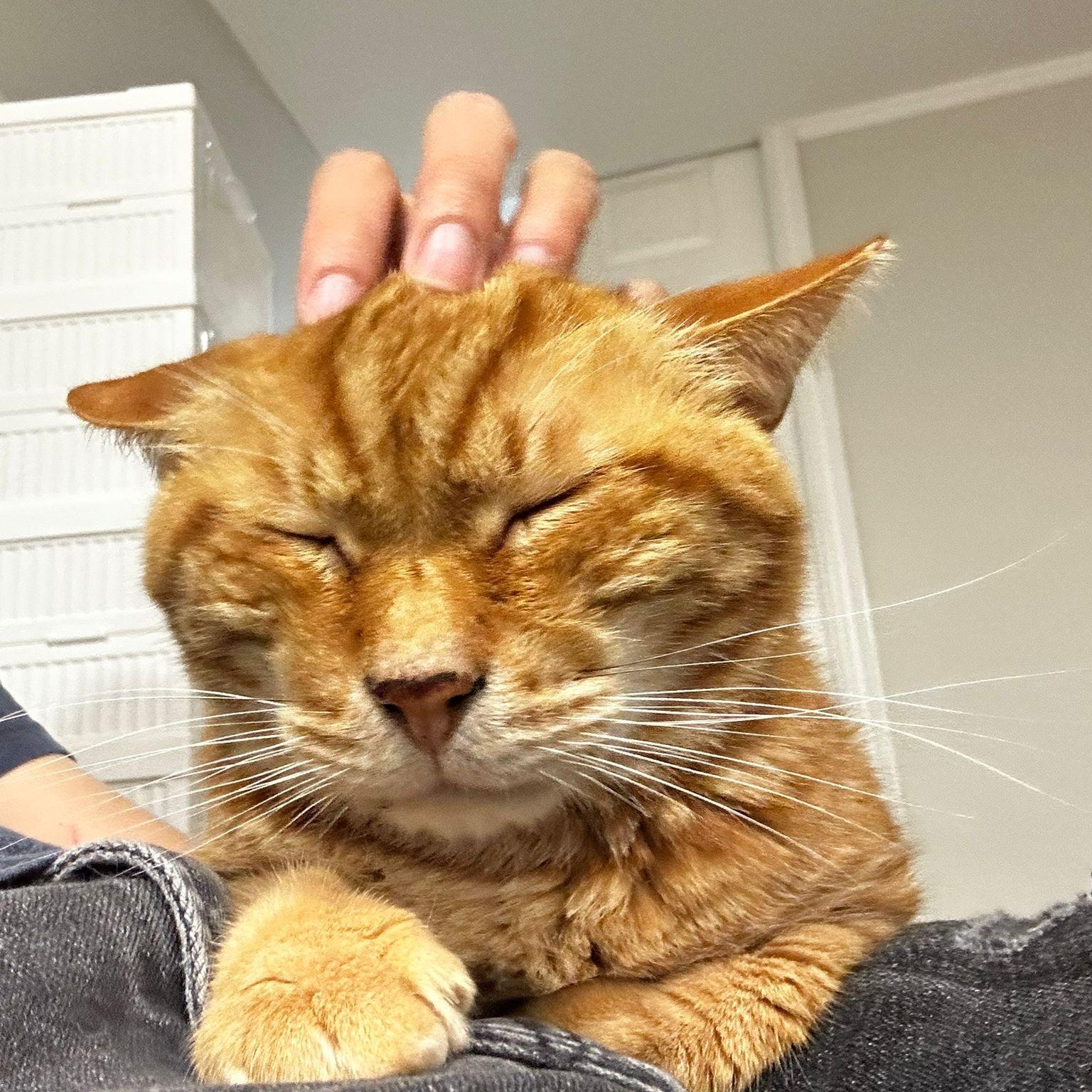 Wellesley, a Adoptable Tabby in Markham, ON image 5/6