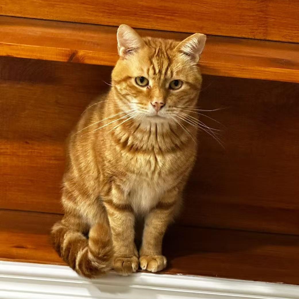 Wellesley, a Adoptable Tabby in Markham, ON image 6/6