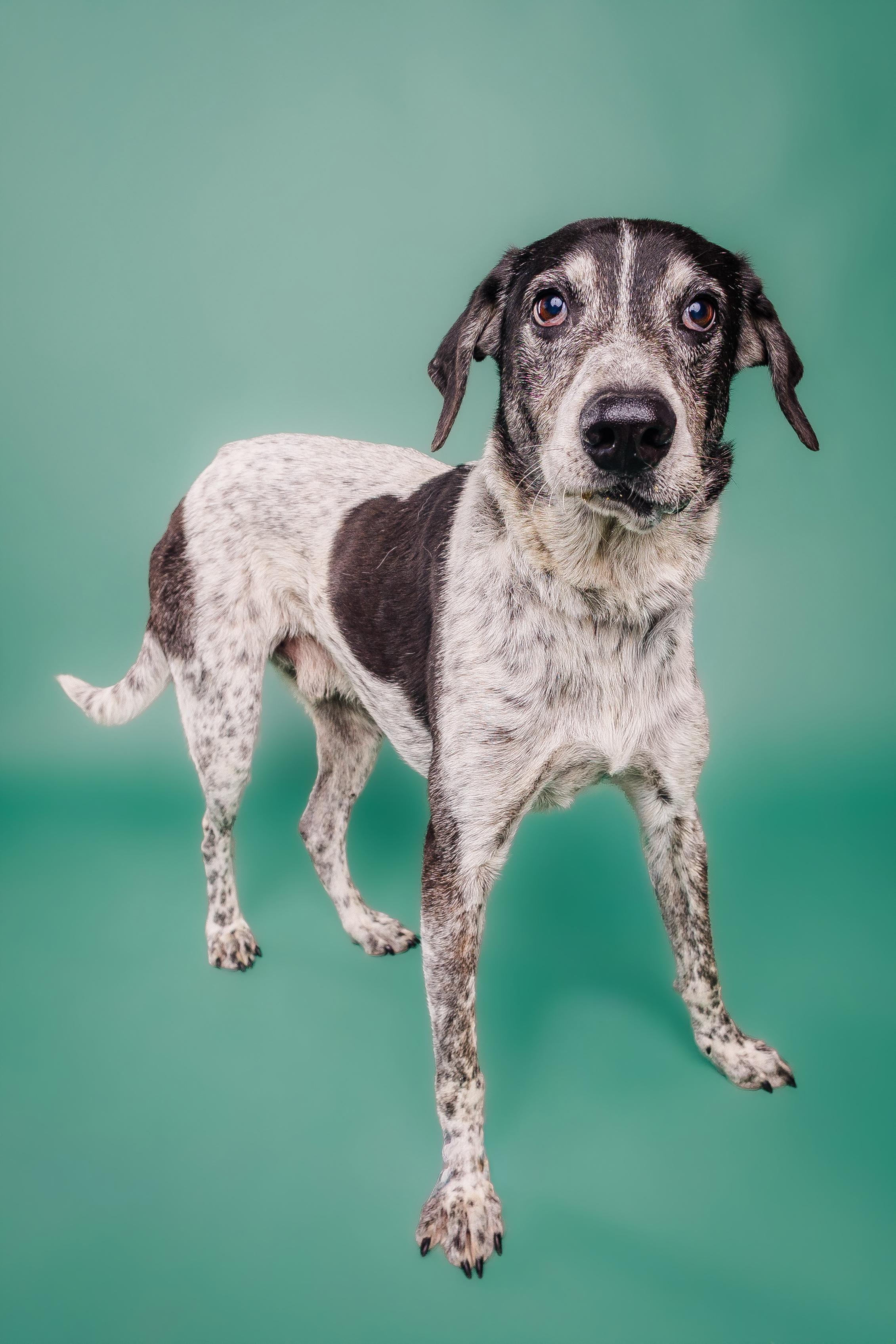 Enlarge Ike, a Adoptable mixed breed in Columbia, MO image 1/5