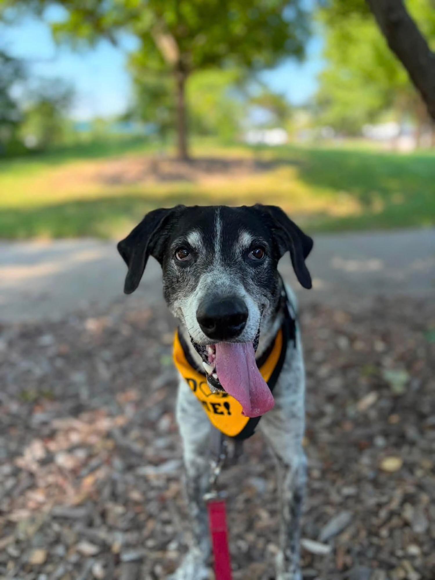 Ike, a ADOPTABLE mixed breed in Columbia, MO image 1/2