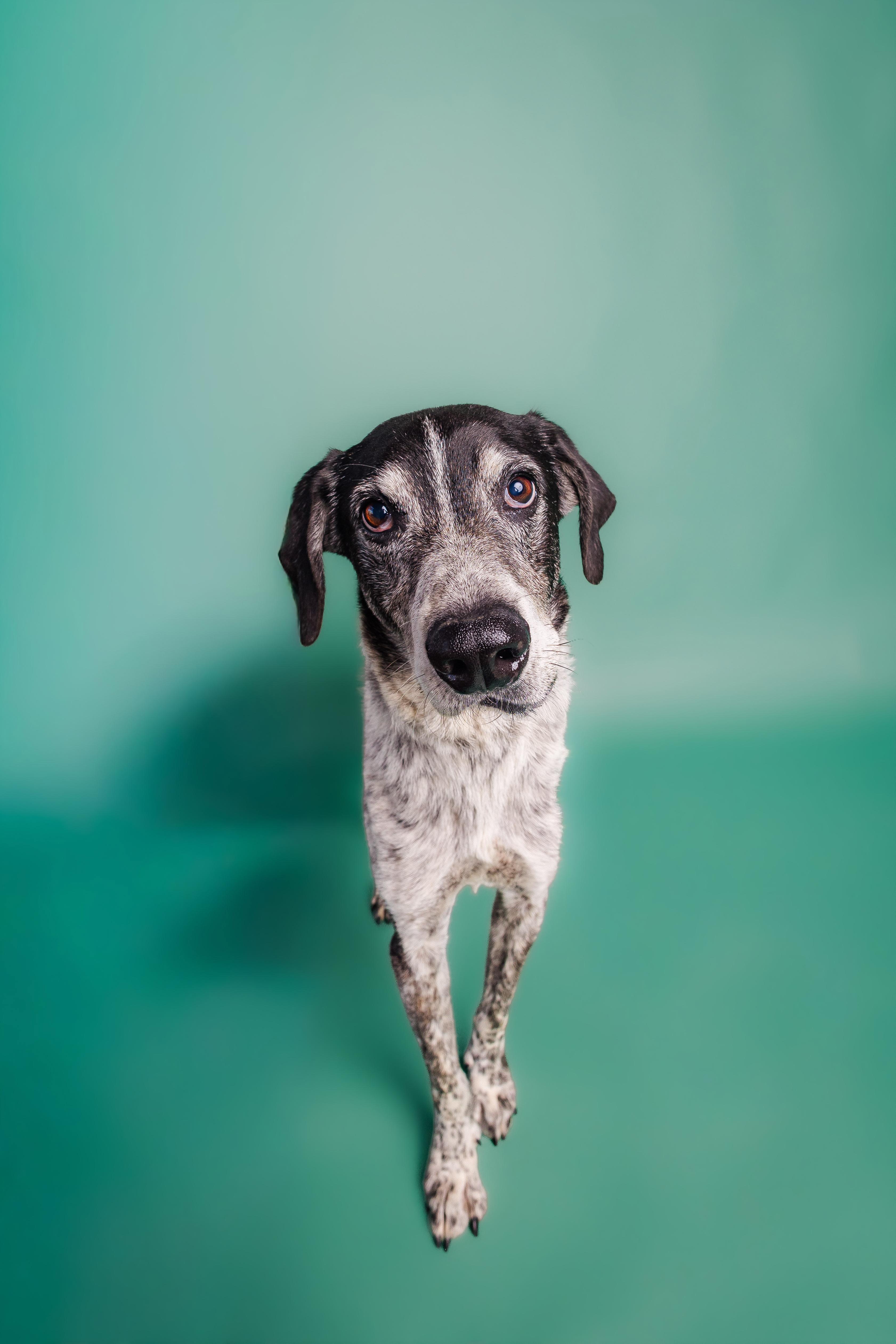 Enlarge Ike, a Adoptable mixed breed in Columbia, MO image 4/5