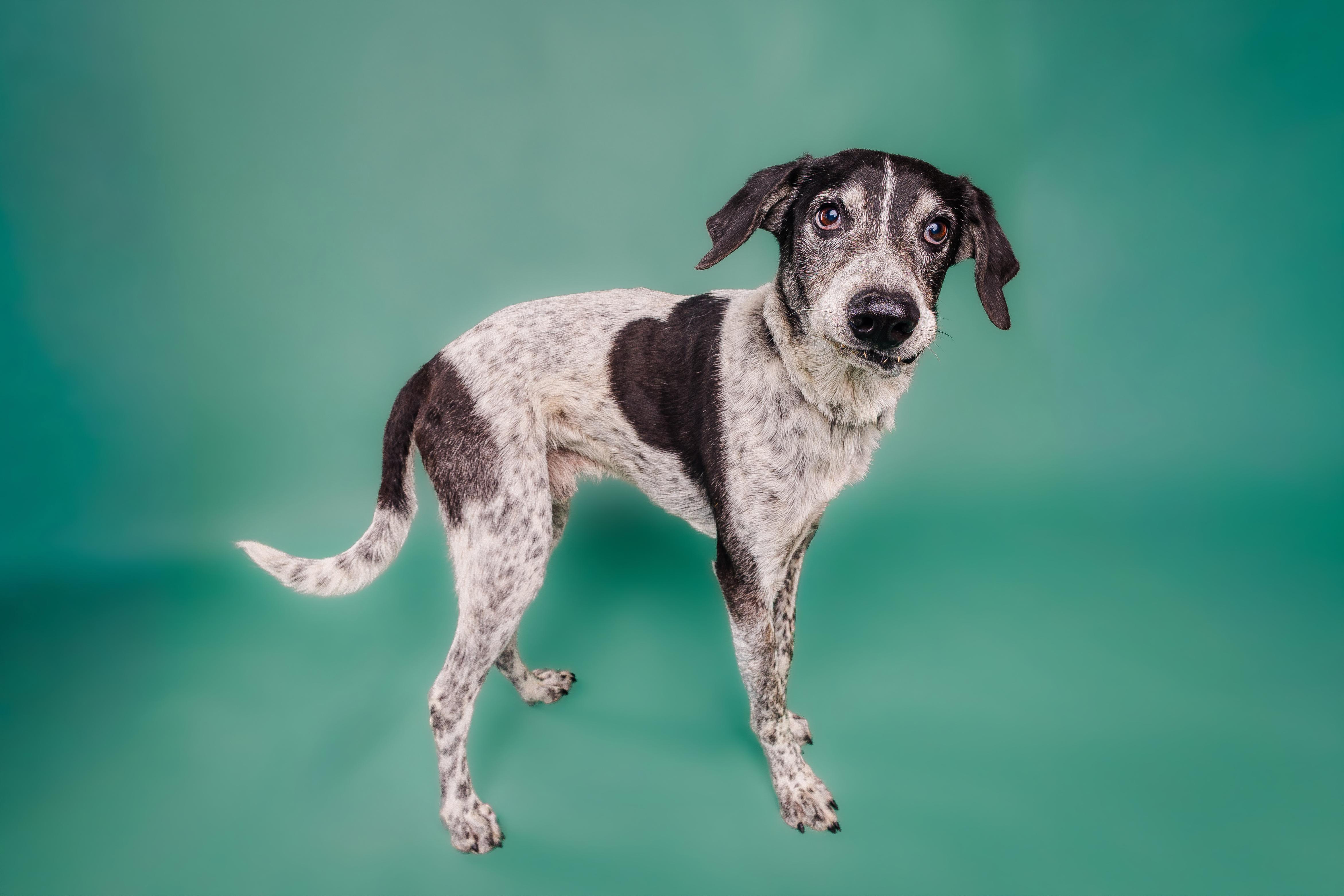 Enlarge Ike, a Adoptable mixed breed in Columbia, MO image 5/5