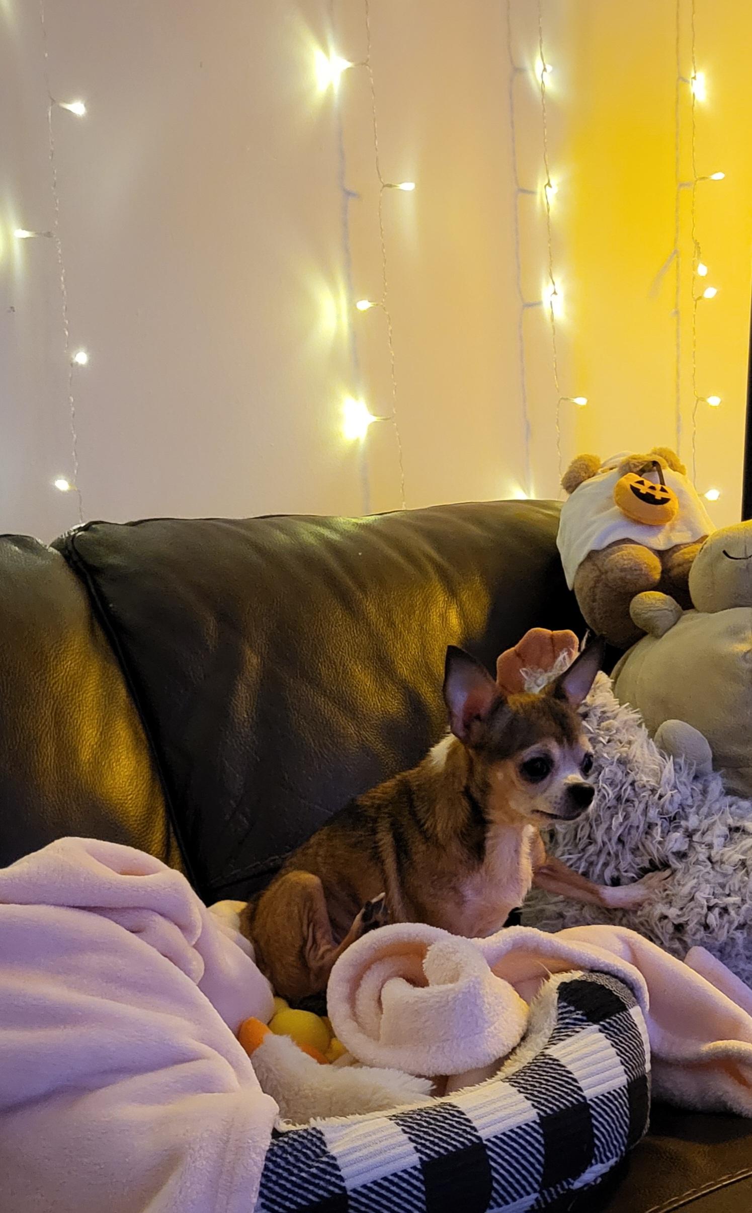 Enlarge Bitsy, a ADOPTABLE Chihuahua in Durham, NC image 3/3