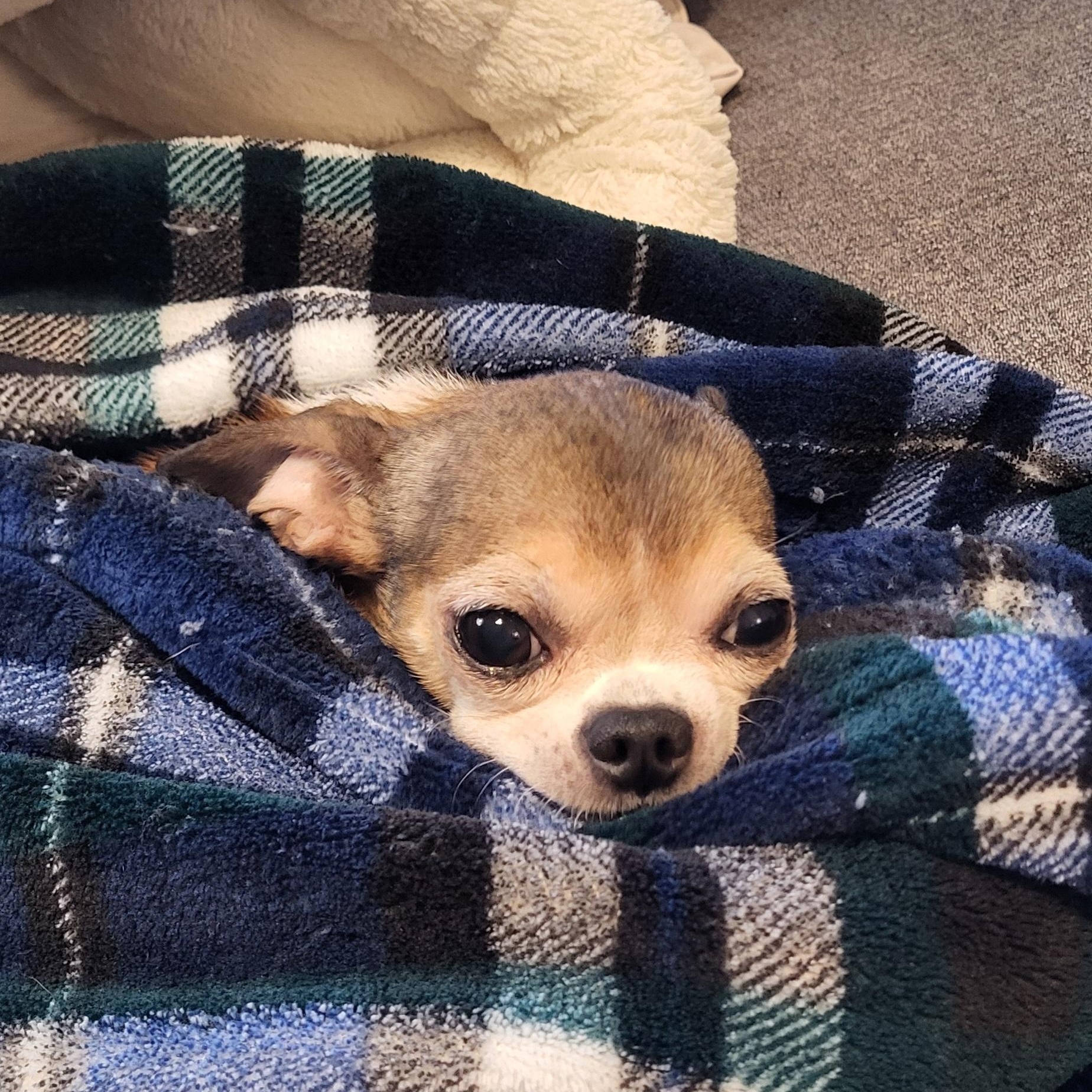 Bitsy, ADOPTABLE, Adult Female Chihuahua.