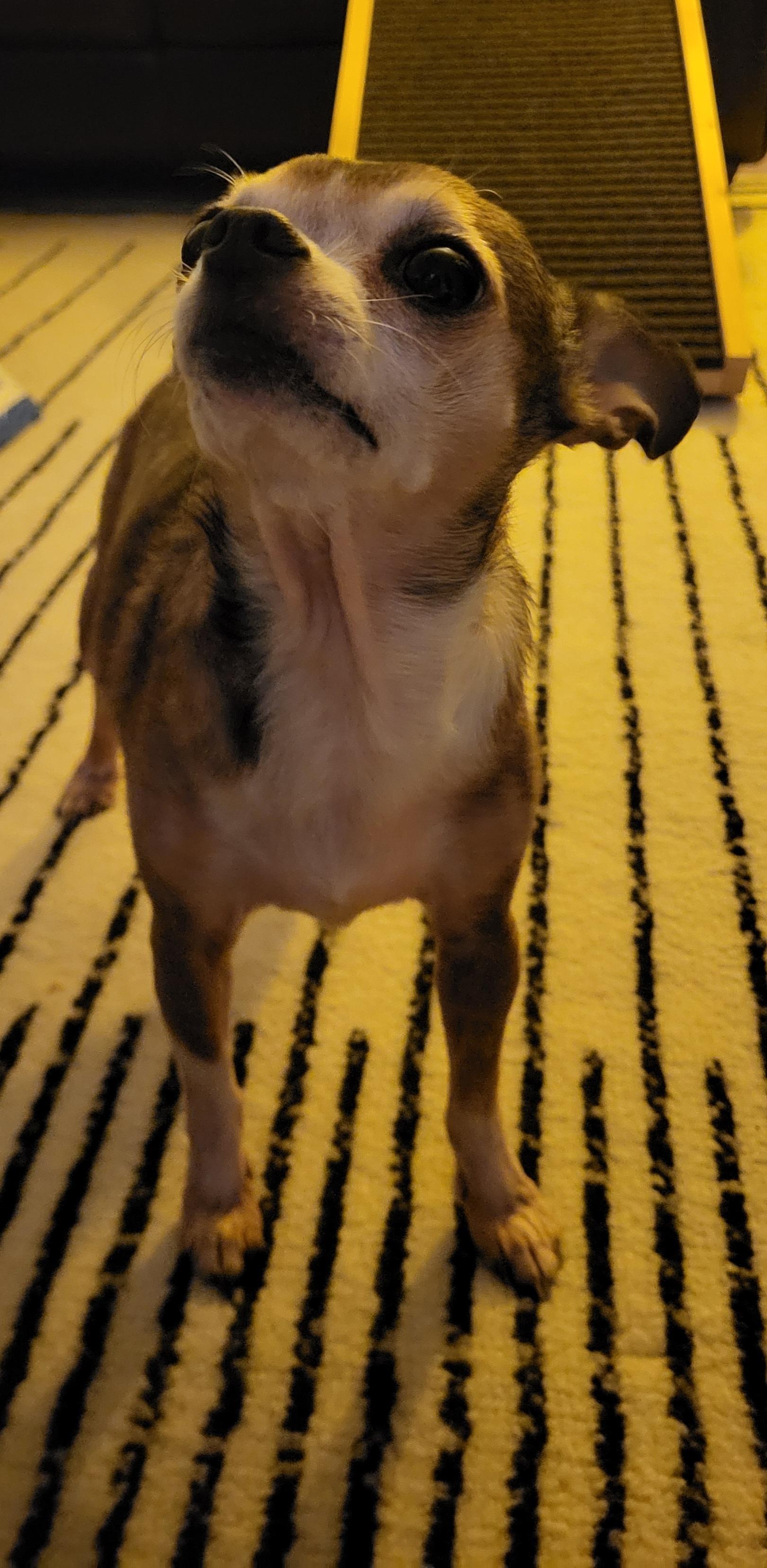 Enlarge Bitsy, a ADOPTABLE Chihuahua in Durham, NC image 2/3