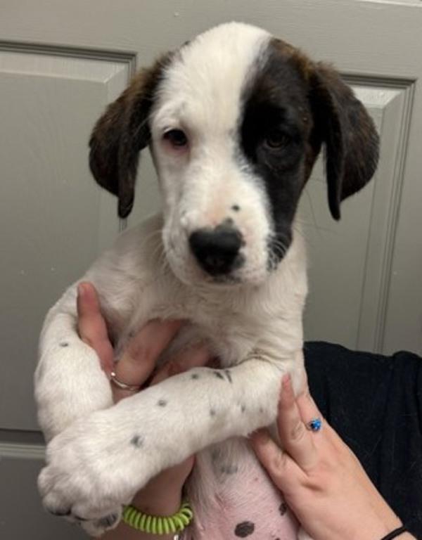 Willow, Adoptable, Puppy Female Saint Bernard & Plott Hound.