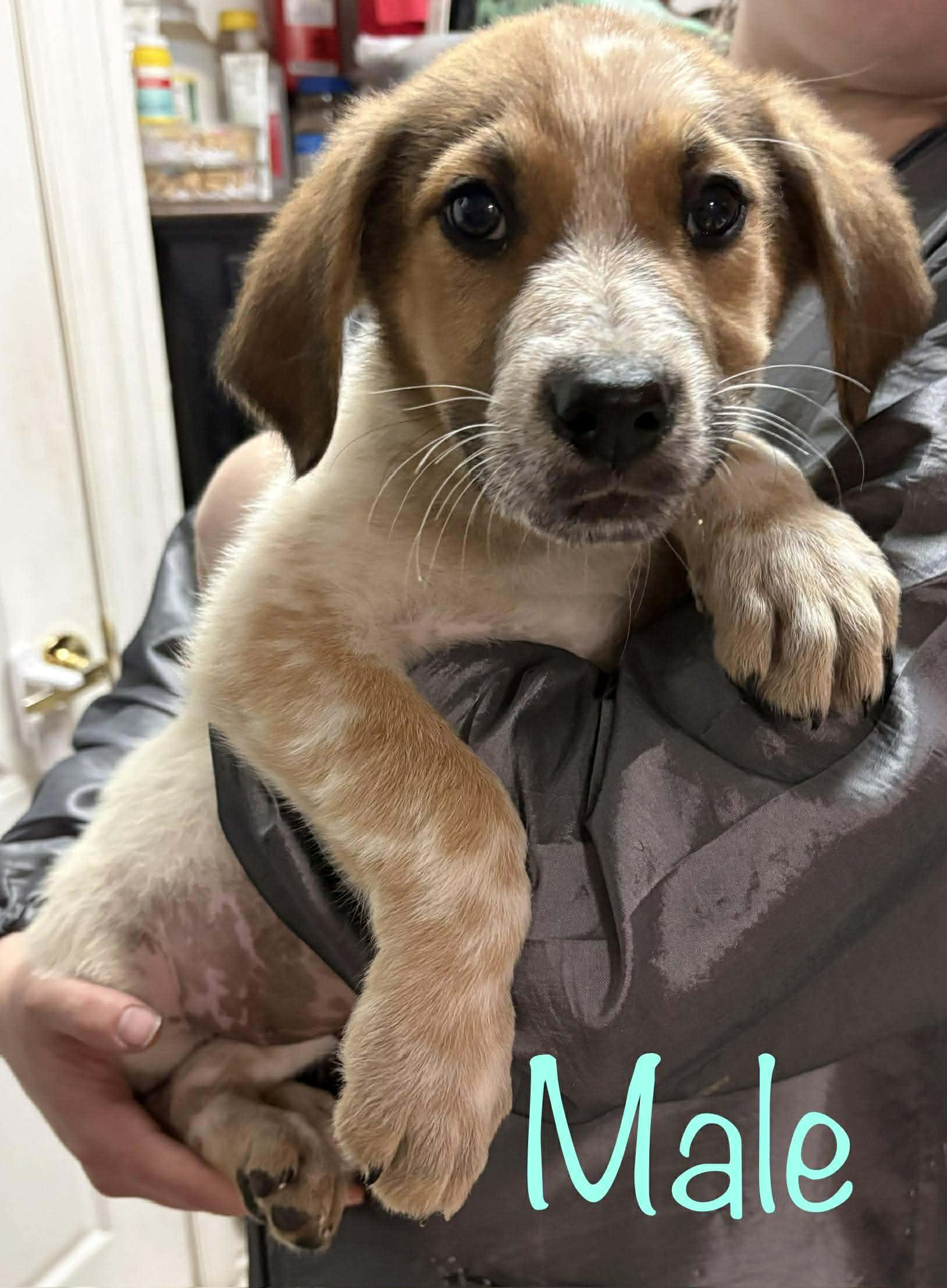 Kersey boys, an adopted mixed breed in Brooksville, FL image 2/2