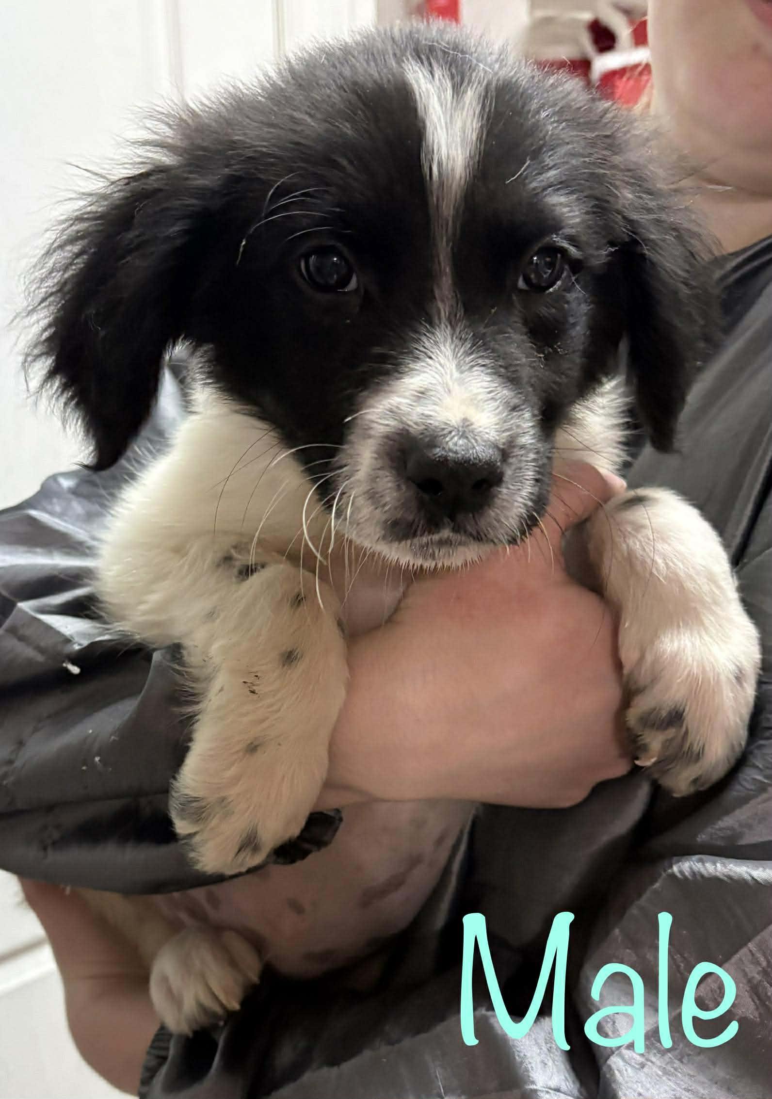 Kersey boys, adopted, Puppy Male Bluetick Coonhound & Border Collie.
