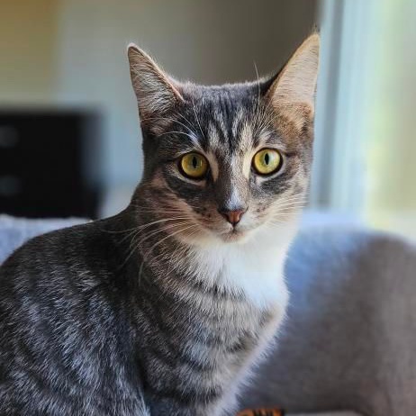 Missy, Adoptable, Young Female Domestic Short Hair.