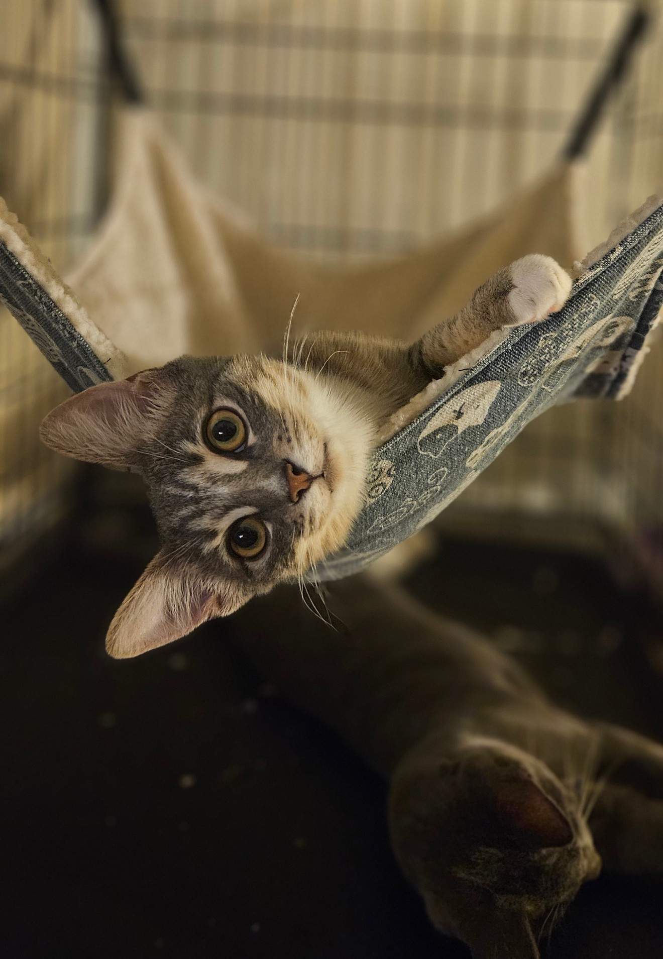 Missy, a Adoptable Domestic Short Hair in Santa Ana, CA image 4/6