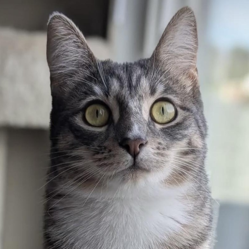 Missy, a Adoptable Domestic Short Hair in Santa Ana, CA image 1/6