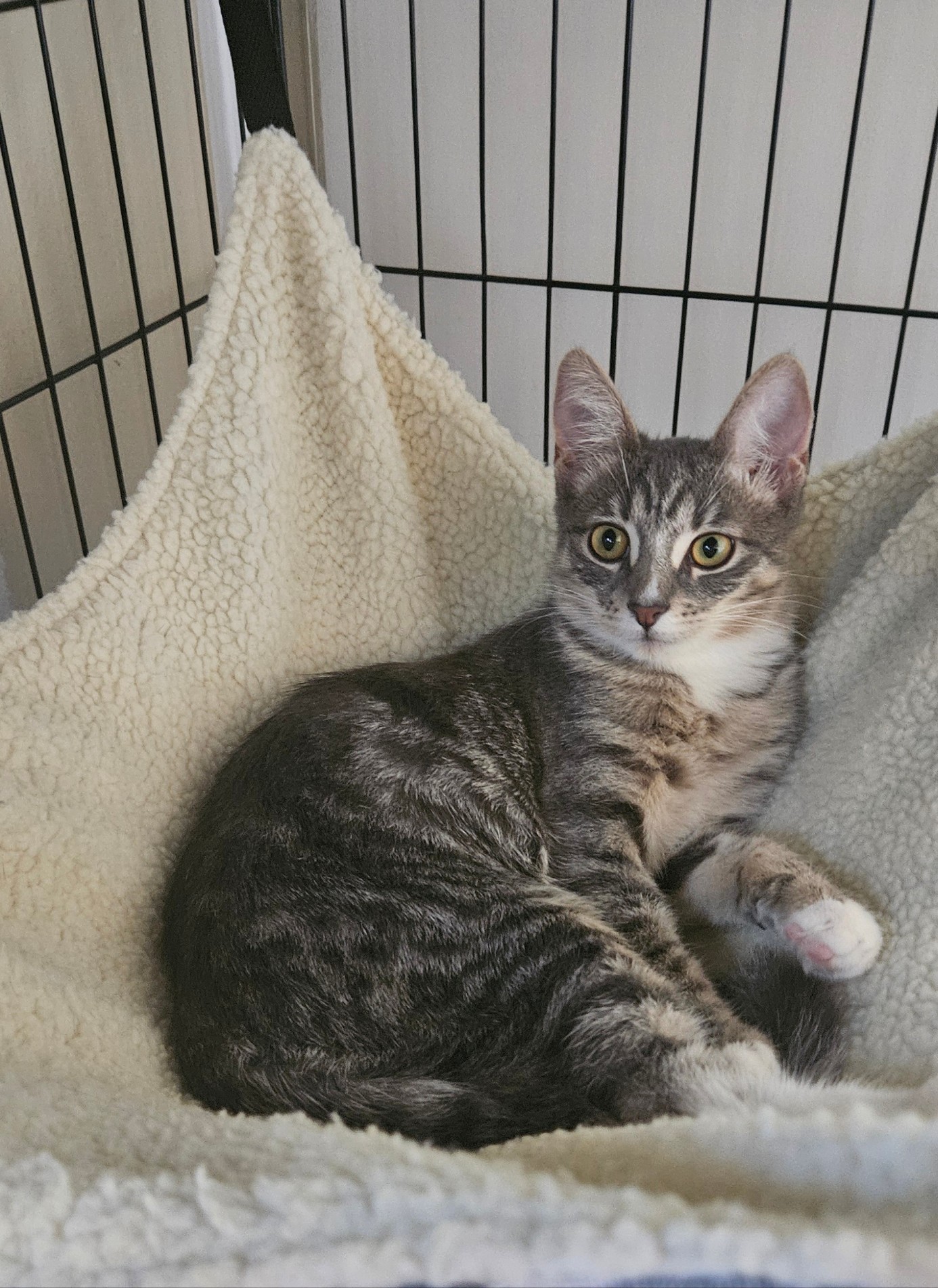 Missy, a Adoptable Domestic Short Hair in Santa Ana, CA image 5/6