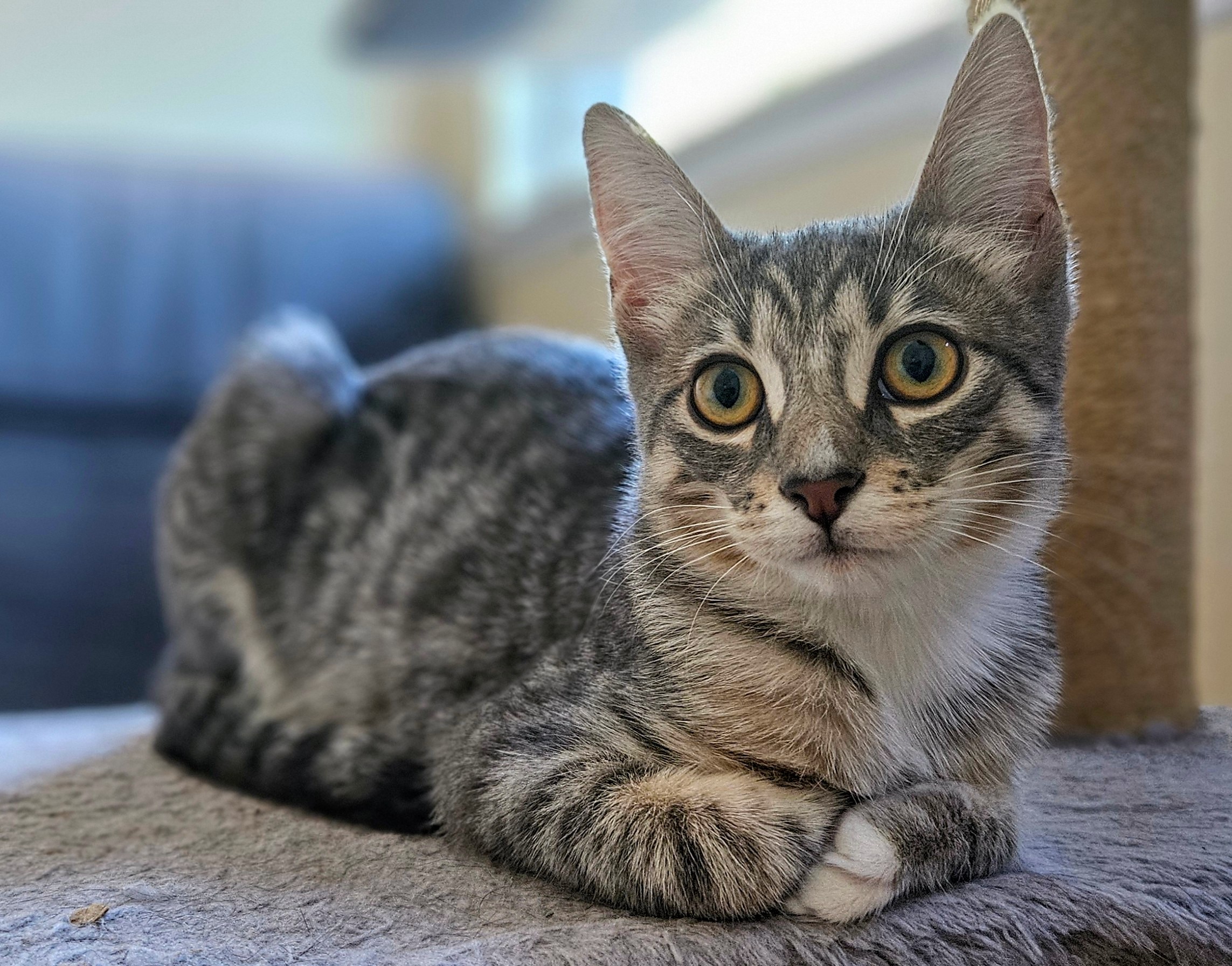 Missy, a Adoptable Domestic Short Hair in Santa Ana, CA image 6/6