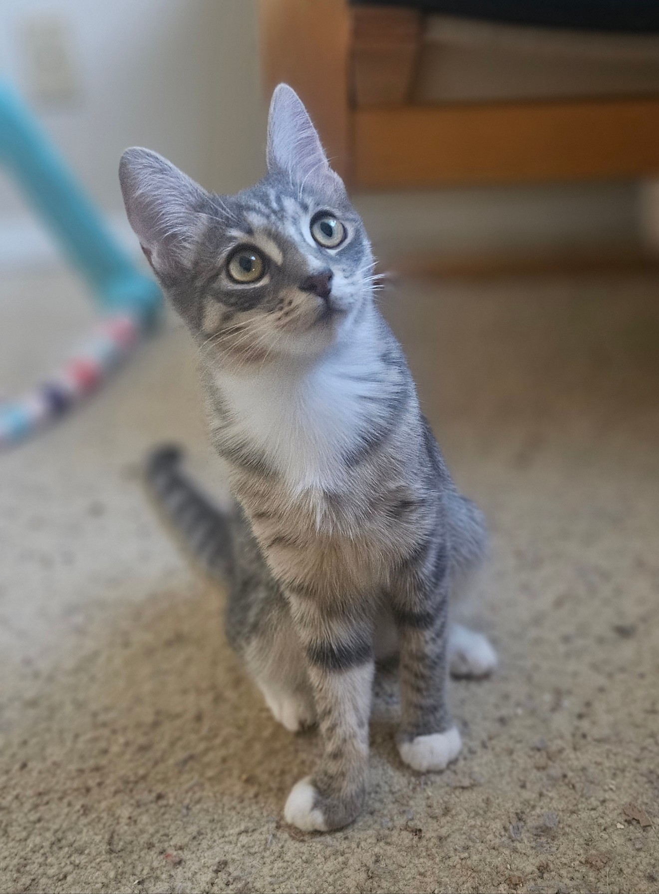 Missy, a Adoptable Domestic Short Hair in Santa Ana, CA image 3/6