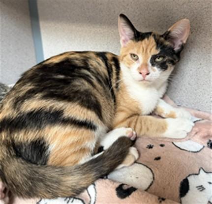 JUNIPER, Adoptable, Kitten Female Domestic Short Hair.