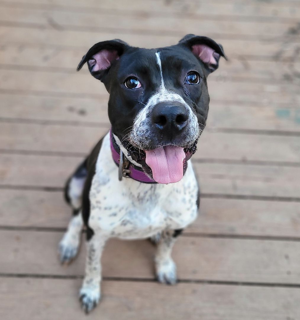 Boop, a Adopted mixed breed image 1/2