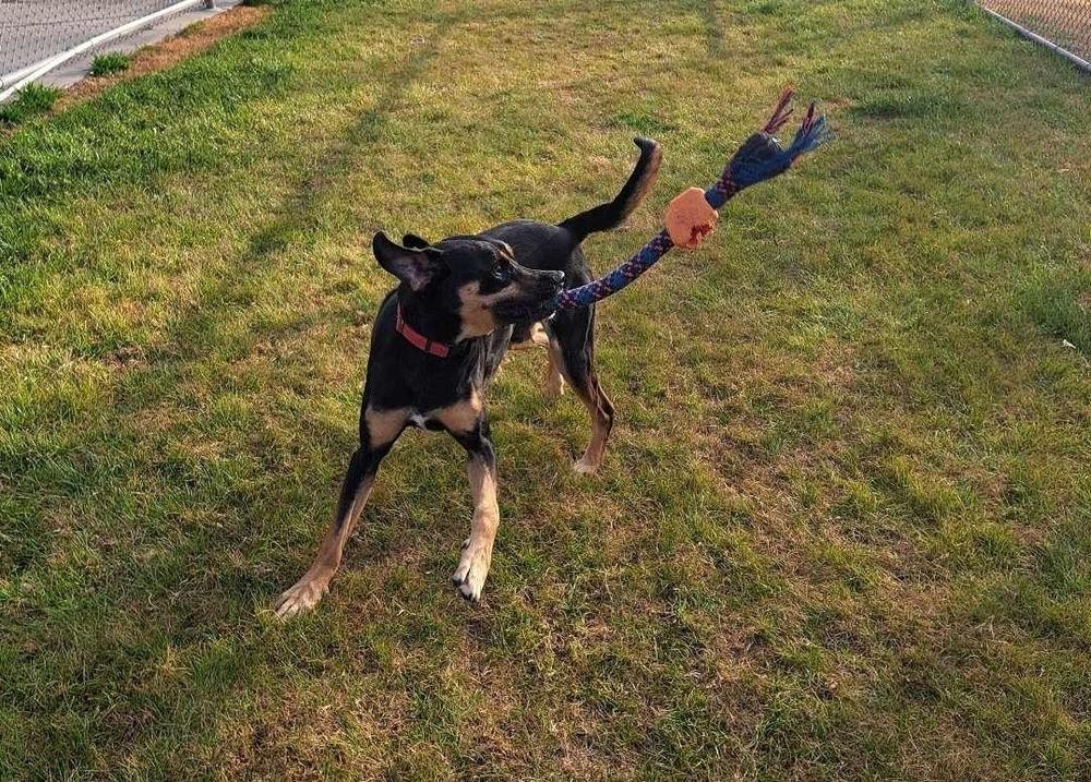 Rocco, Adoptable, Adult Male Black and Tan Coonhound & Mixed Breed.