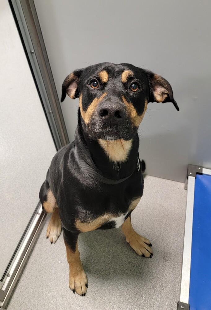 Rocco, a Adoptable mixed breed in Wellington, KS image 2/6