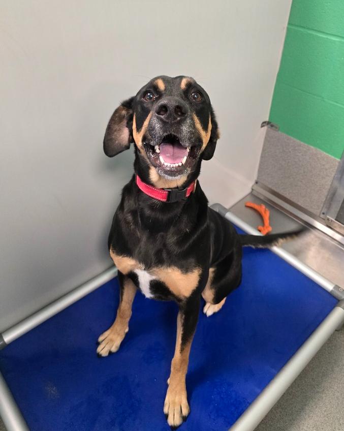 Rocco, a Adoptable mixed breed in Wellington, KS image 3/6