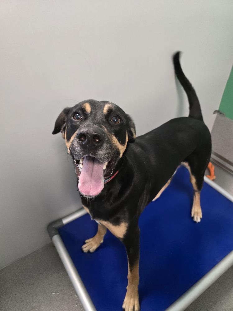 Rocco, a Adoptable mixed breed in Wellington, KS image 4/6