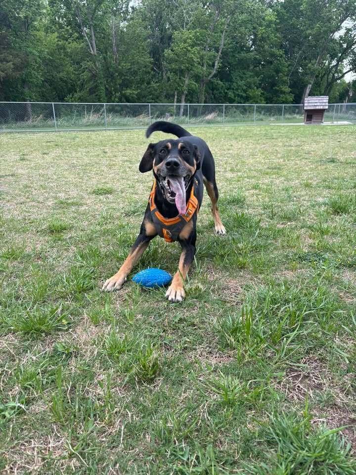 Enlarge Rocco, a Adoptable mixed breed in Wellington, KS image 4/6