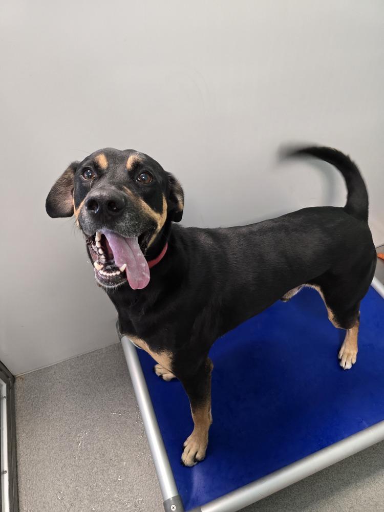 Rocco, a Adoptable mixed breed in Wellington, KS image 5/6