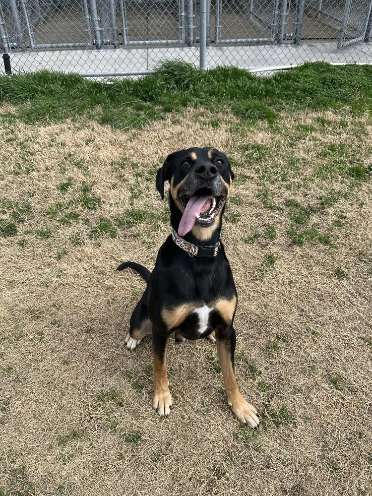 Rocco, a Adoptable mixed breed in Wellington, KS image 6/6