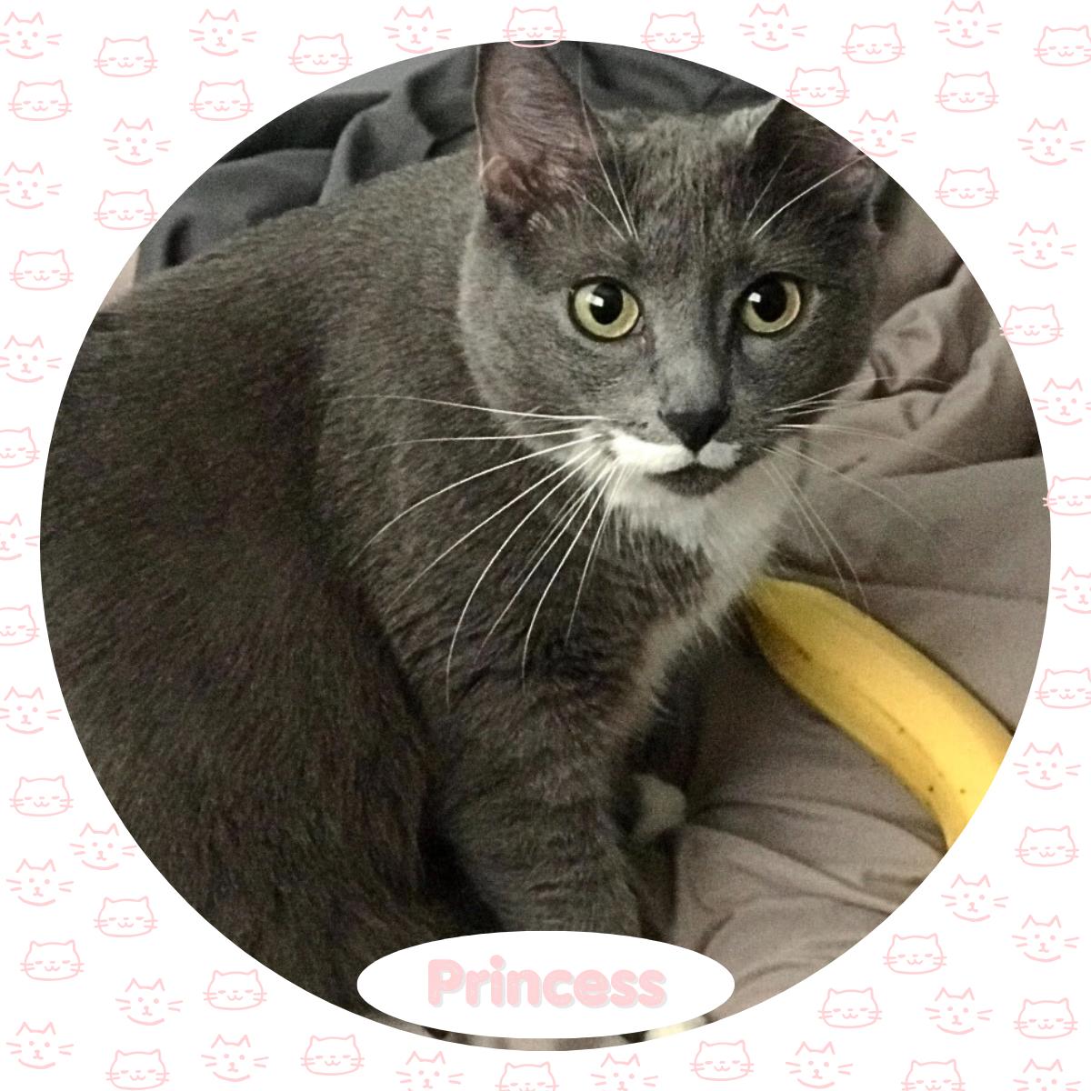 Princess, Senior Female American Shorthair