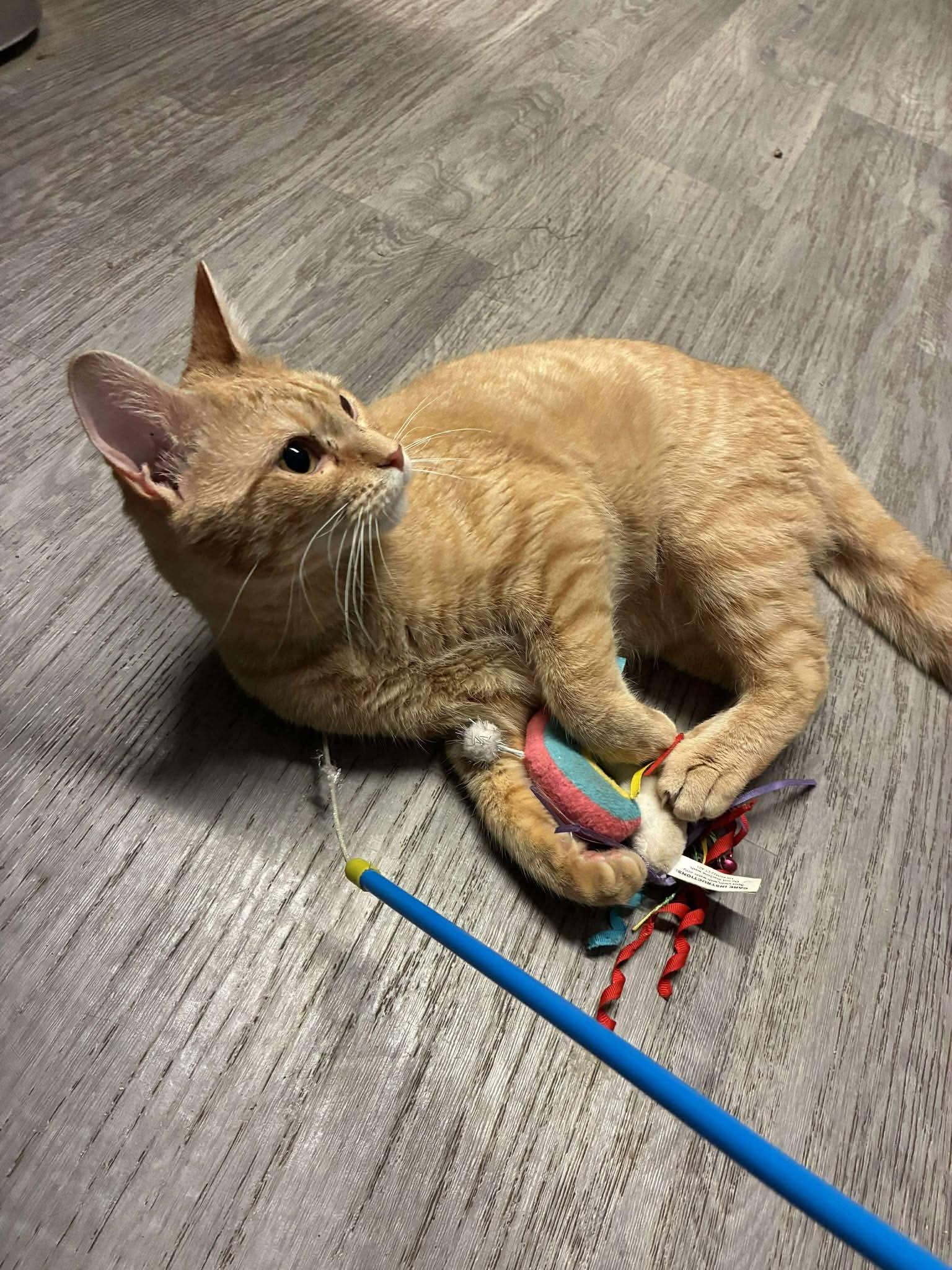 Twinkie - nice guy with a mean mug!, ADOPTABLE, Young Male Domestic Short Hair.