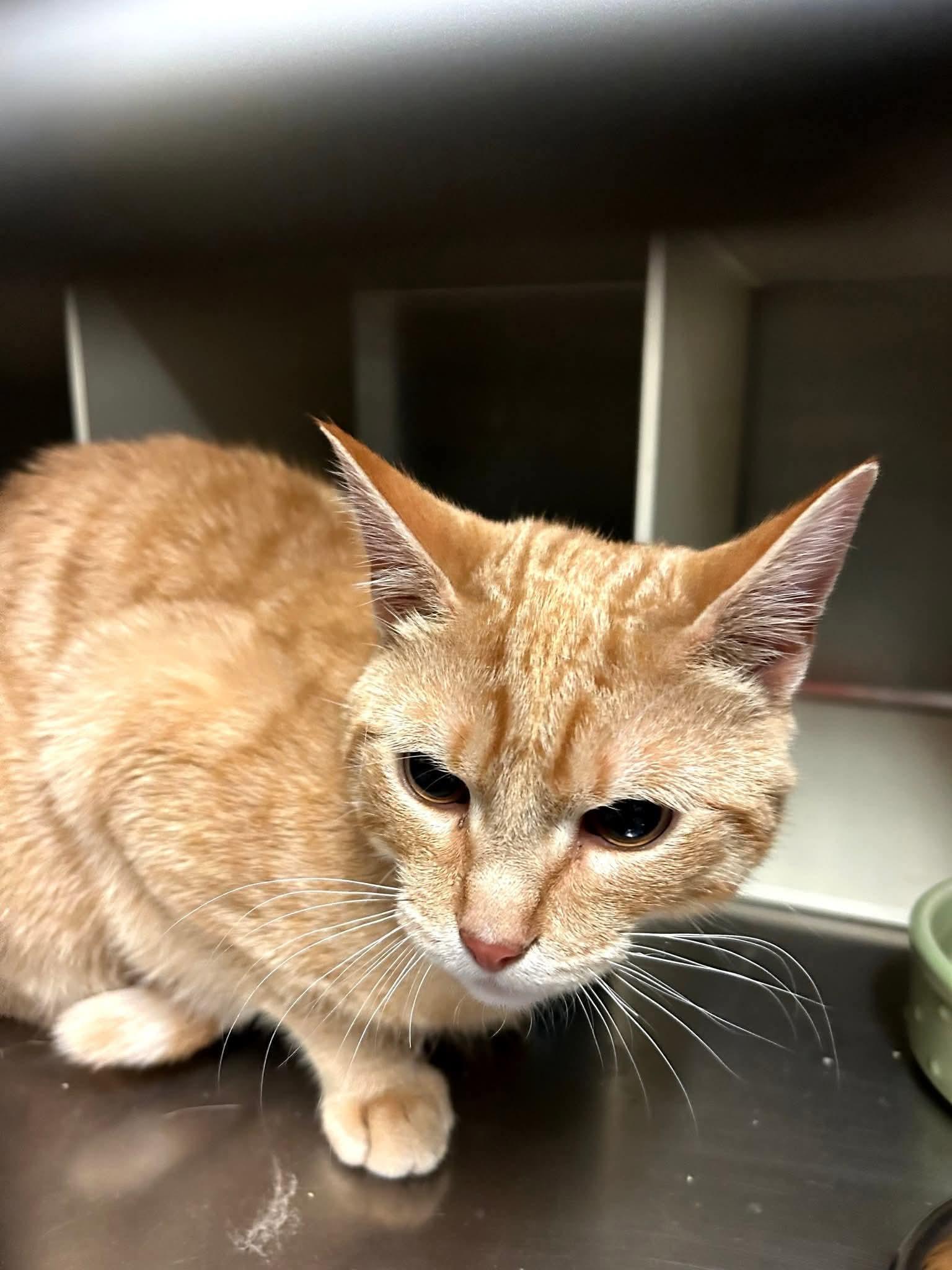 Enlarge Twinkie - nice guy with a mean mug!, an adopted Domestic Short Hair in Lake Hopatcong, NJ image 4/5