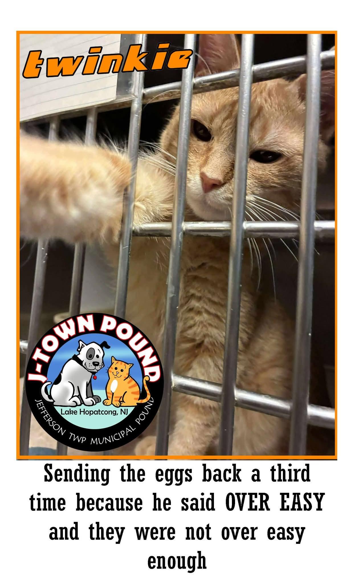 Enlarge Twinkie - nice guy with a mean mug!, an adopted Domestic Short Hair in Lake Hopatcong, NJ image 5/5