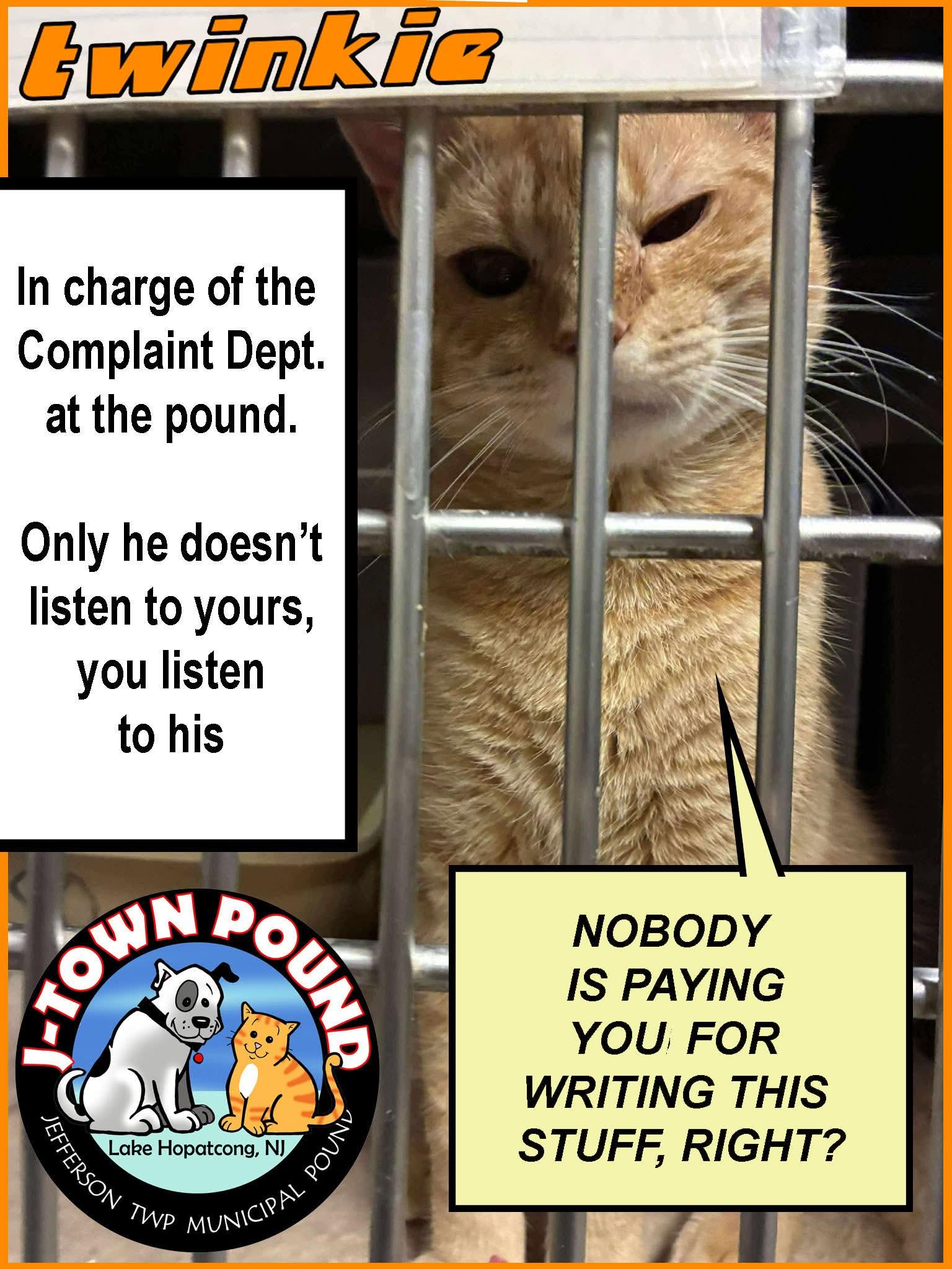Enlarge Twinkie - nice guy with a mean mug!, an adopted Domestic Short Hair in Lake Hopatcong, NJ image 2/5