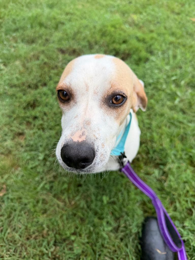 Doe, Adoptable, Adult Female Hound.